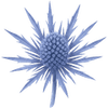 Mandstro stængler / Eryngium