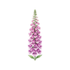 Blomsterfrø