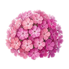 Blomsterfrø