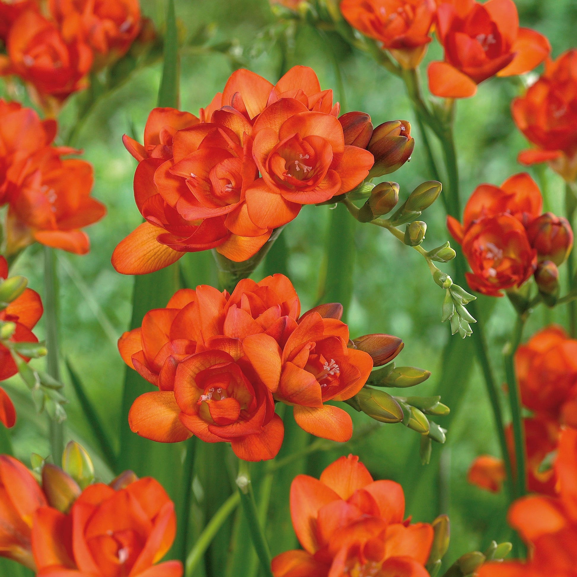 Fresia 'Double Orange'