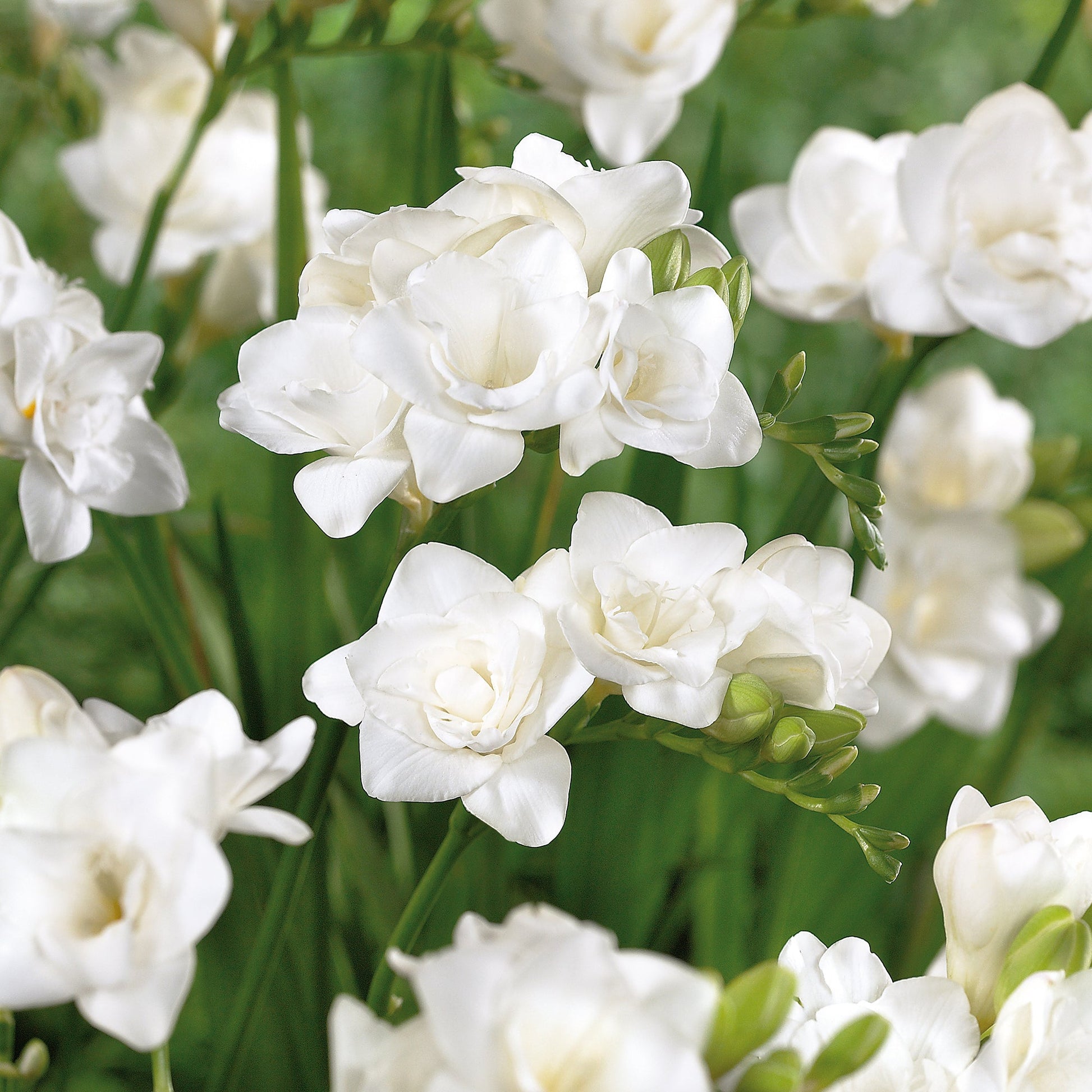 Fresia 'Double White'