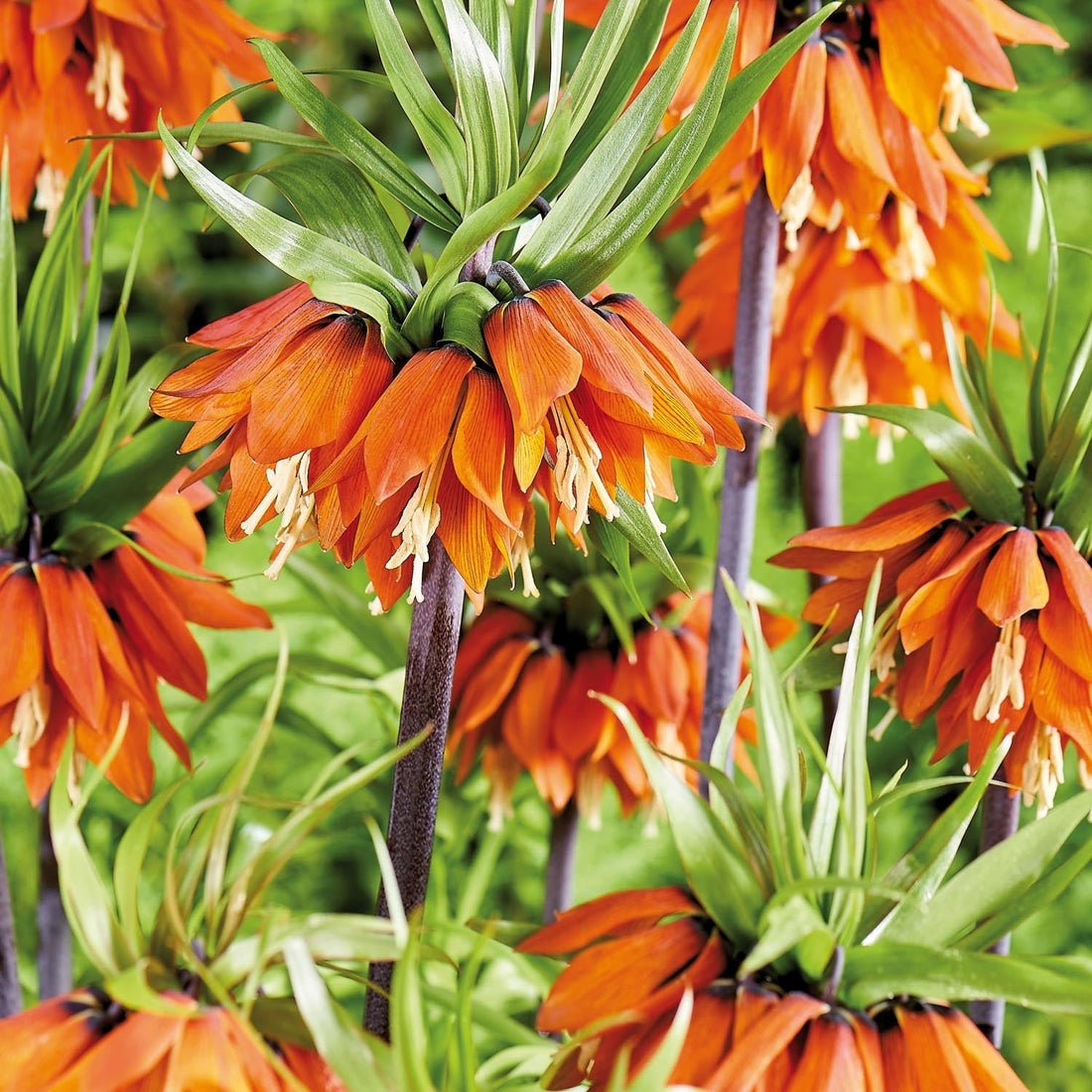Fritillaria imperialis 'Orange Beauty'