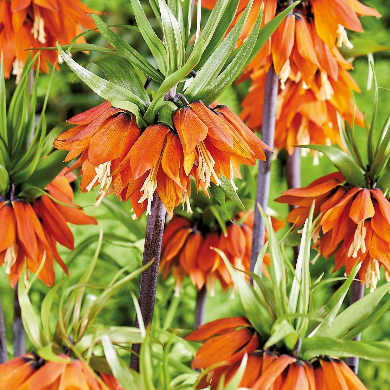Fritillaria imperialis 'Orange Beauty'