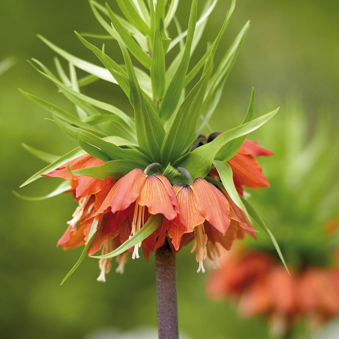 Fritillaria imperialis 'Rubra'