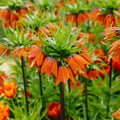 Fritillaria imperialis 'Rubra Maxima'