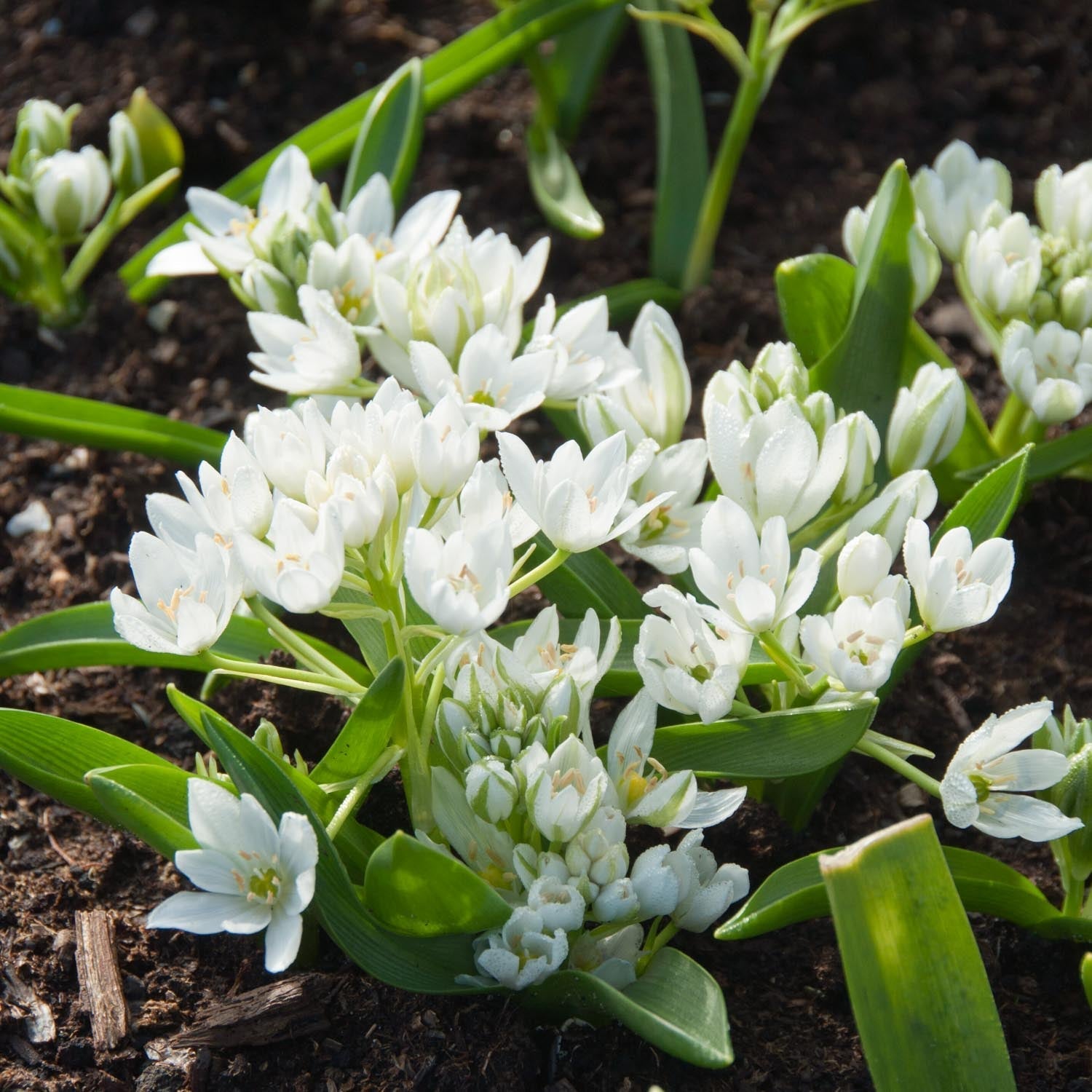 Fuglemælk, Ornithogalum 'Oligophyllum'