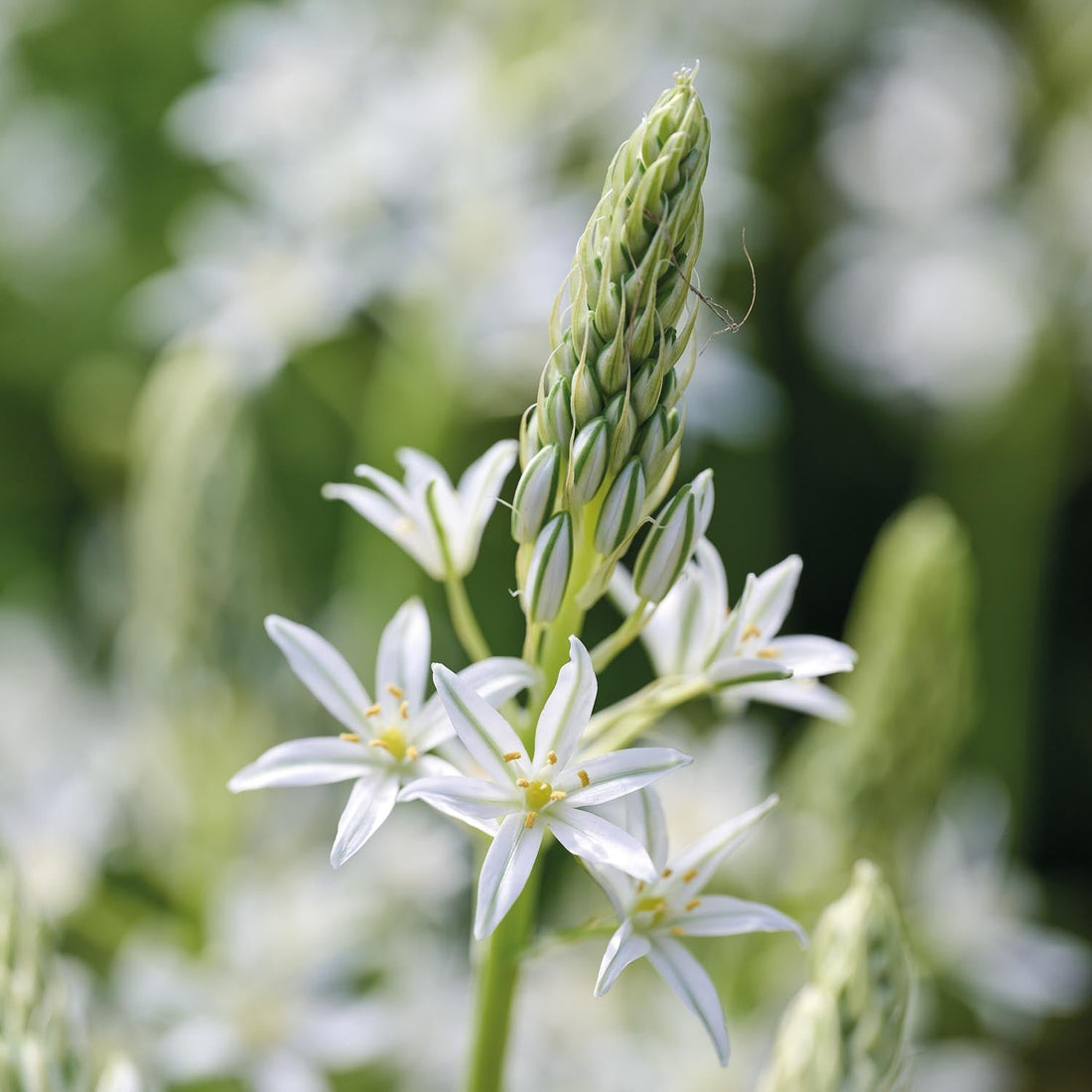 Fuglemælk, Ornithogalum 'Sochi'