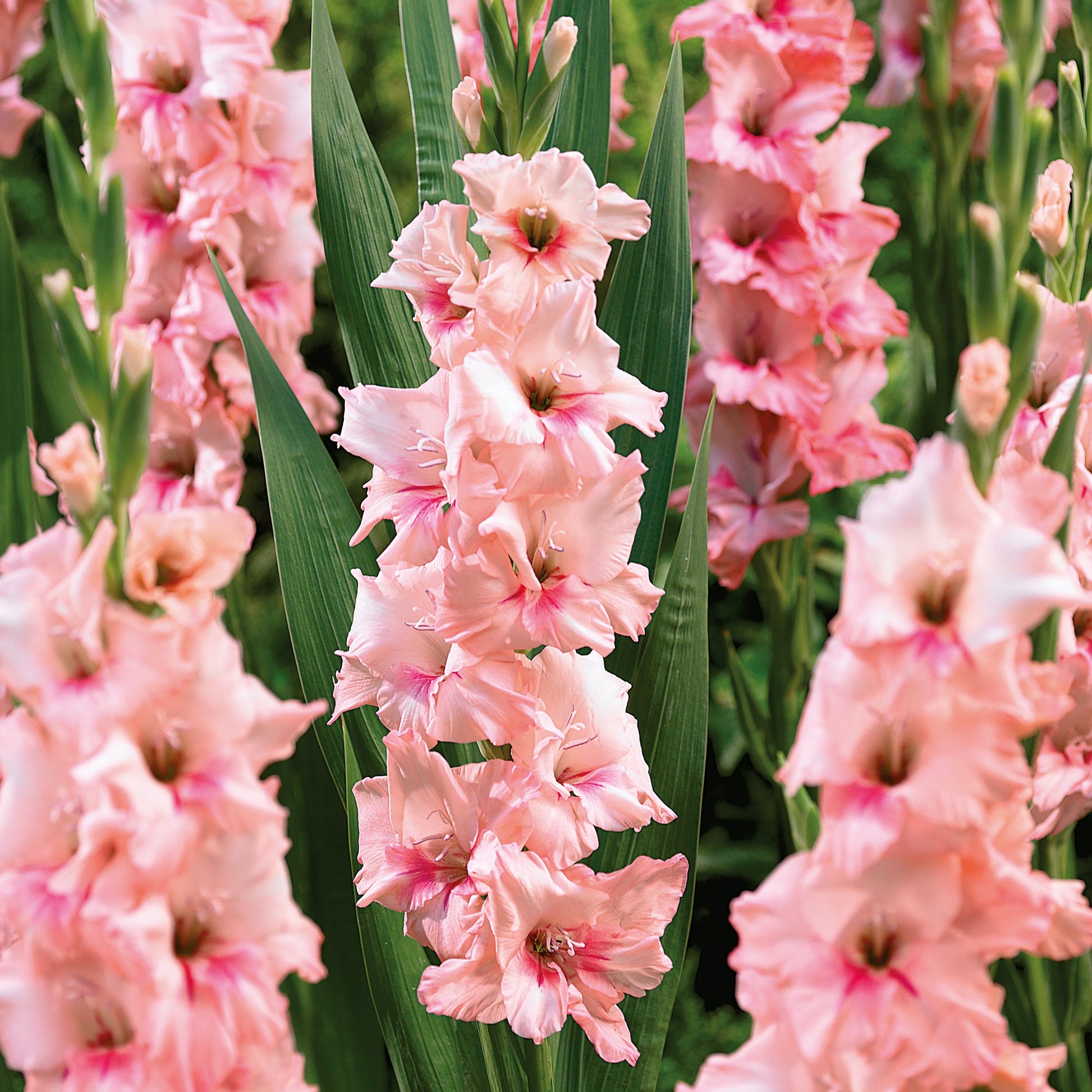 Gladiolus 'Adrenalin'