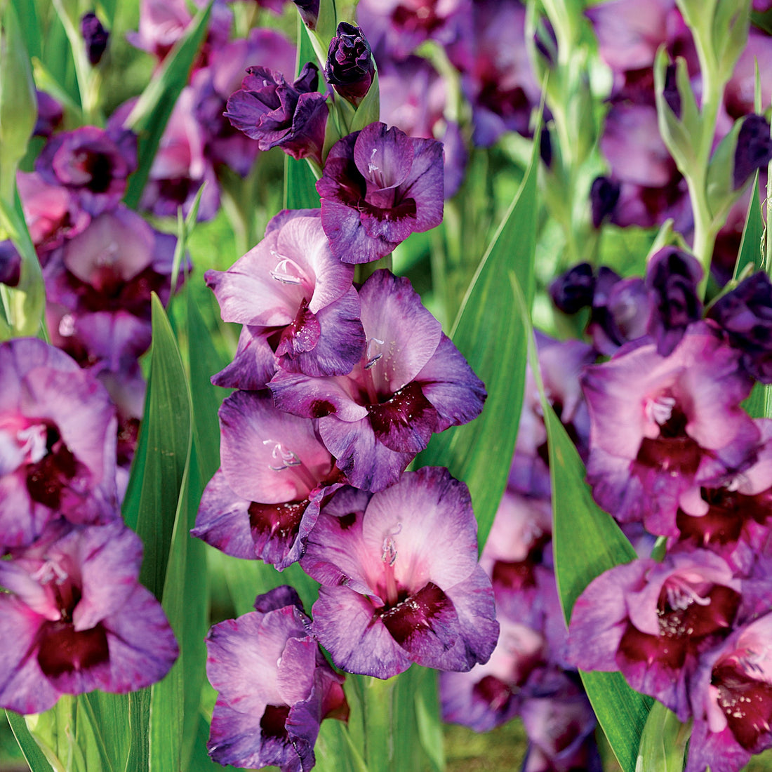 Gladiolus 'Alfafa'