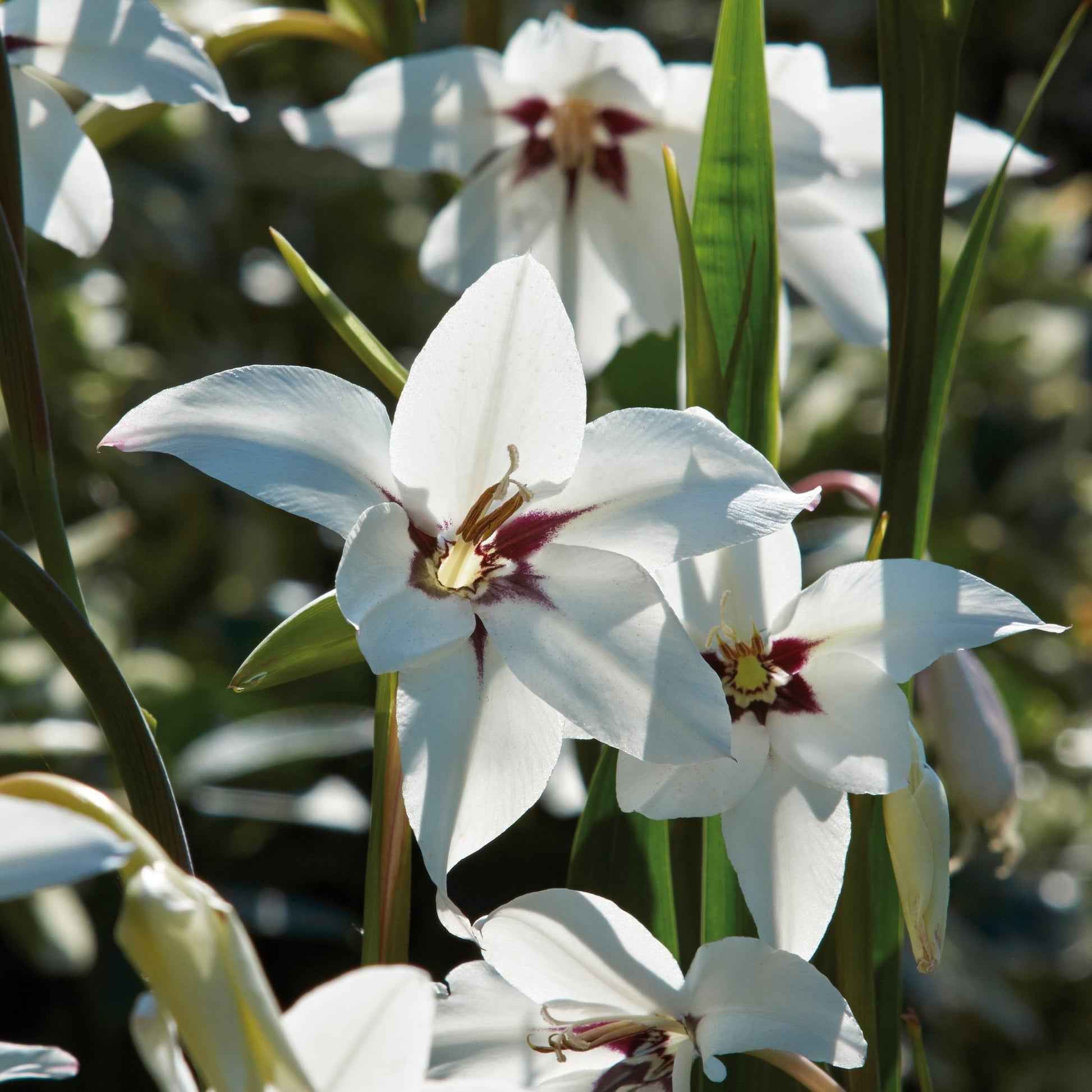 Gladiolus 'Callianthus'