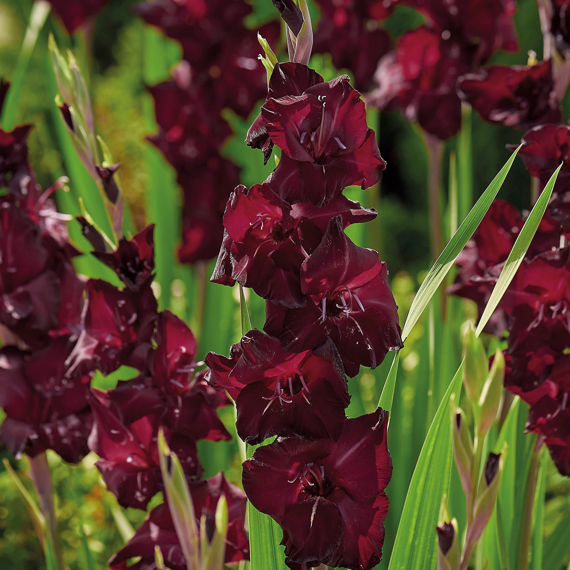 Gladiolus 'Espresso'