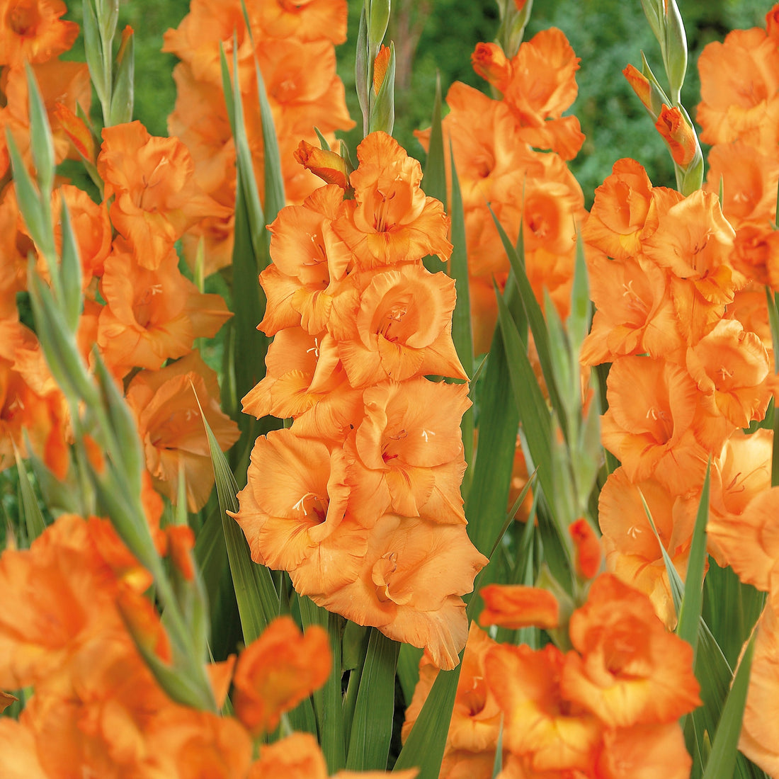 Gladiolus 'Georgia Peach'