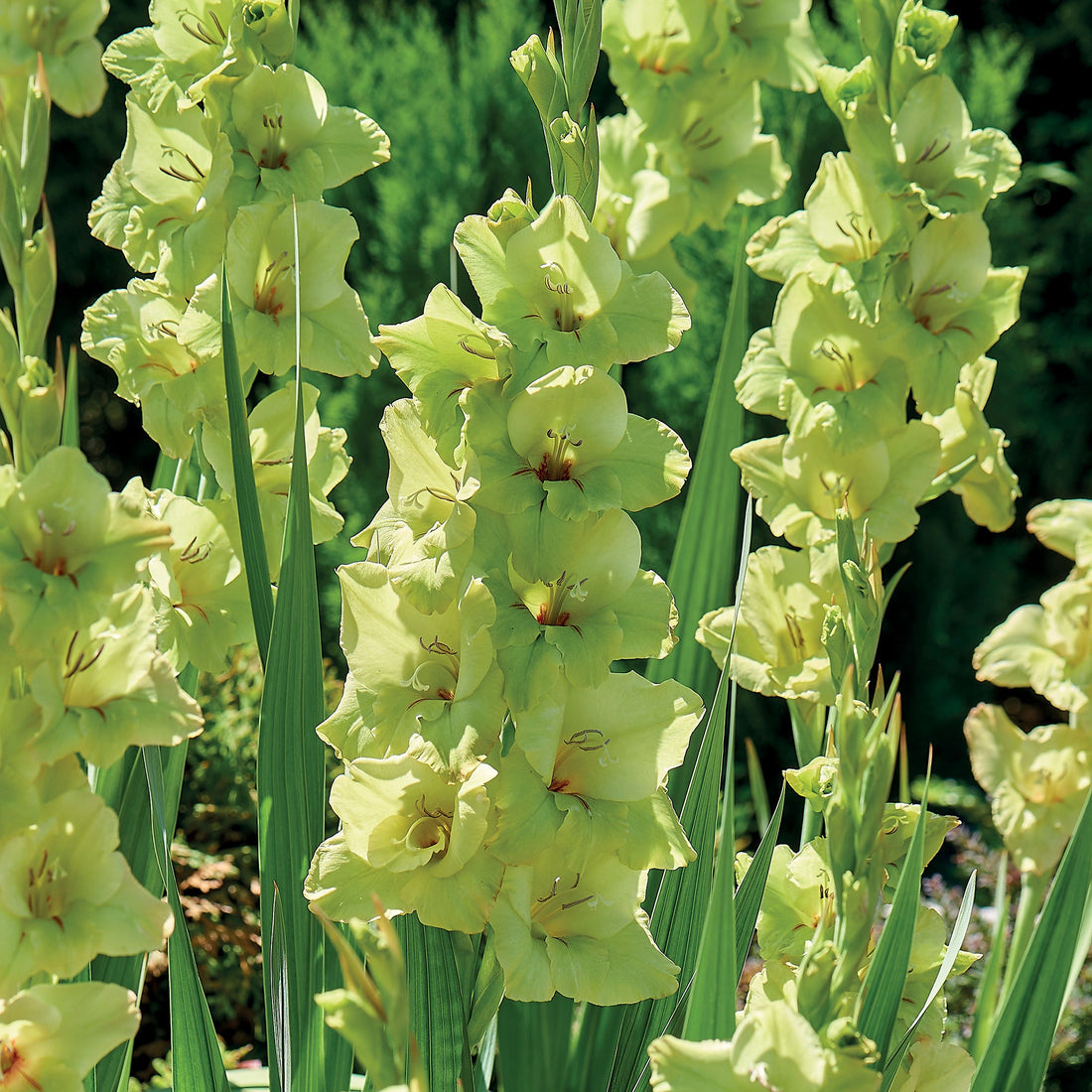 Gladiolus 'Green Star'