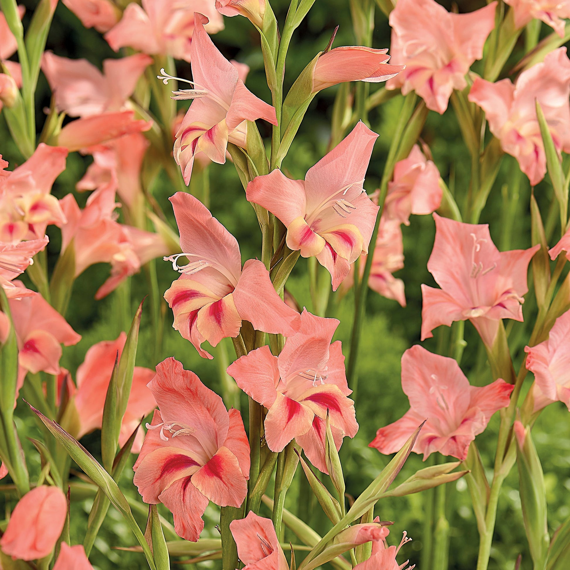 Gladiolus 'Nanus Nathalie'