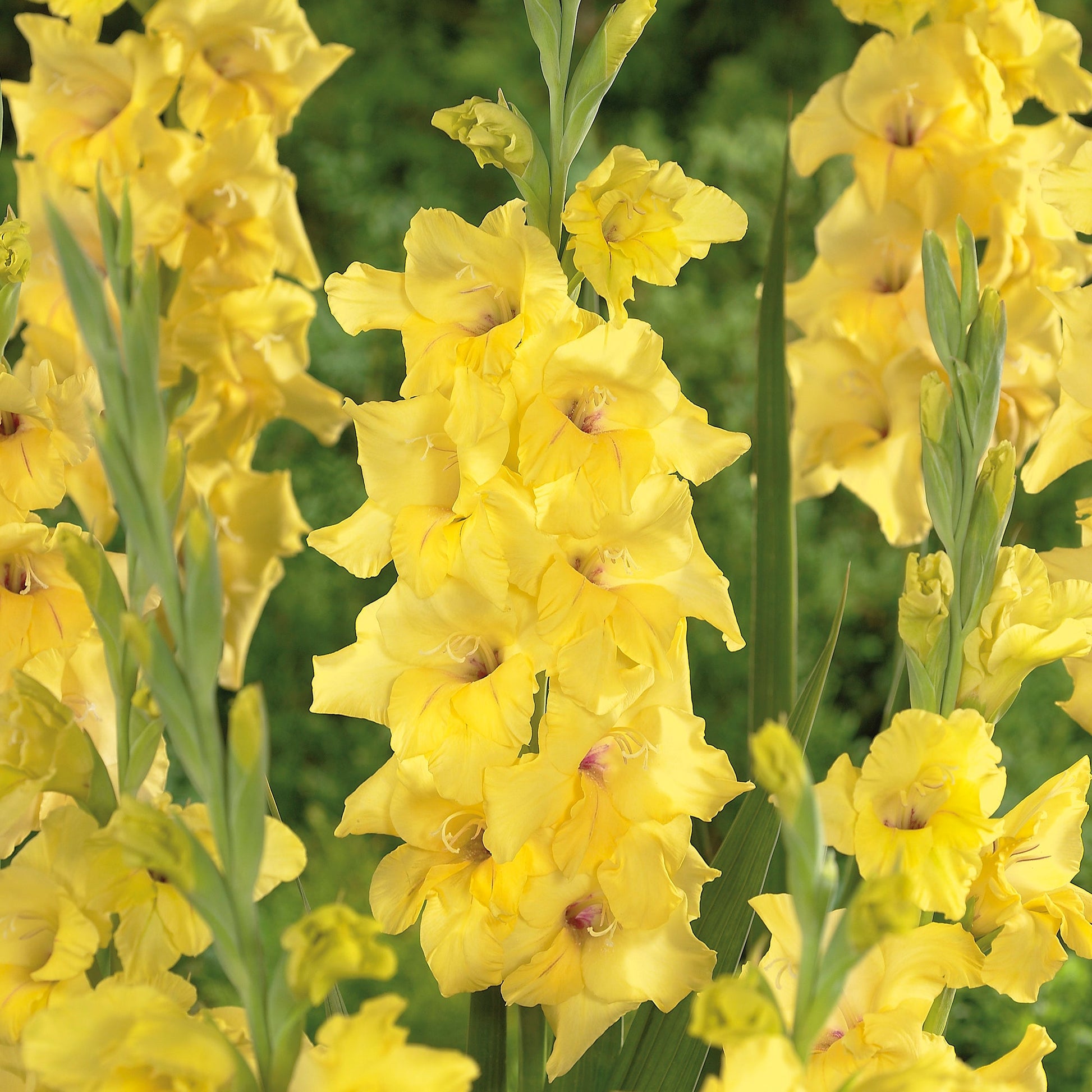 Gladiolus 'Nova Lux'