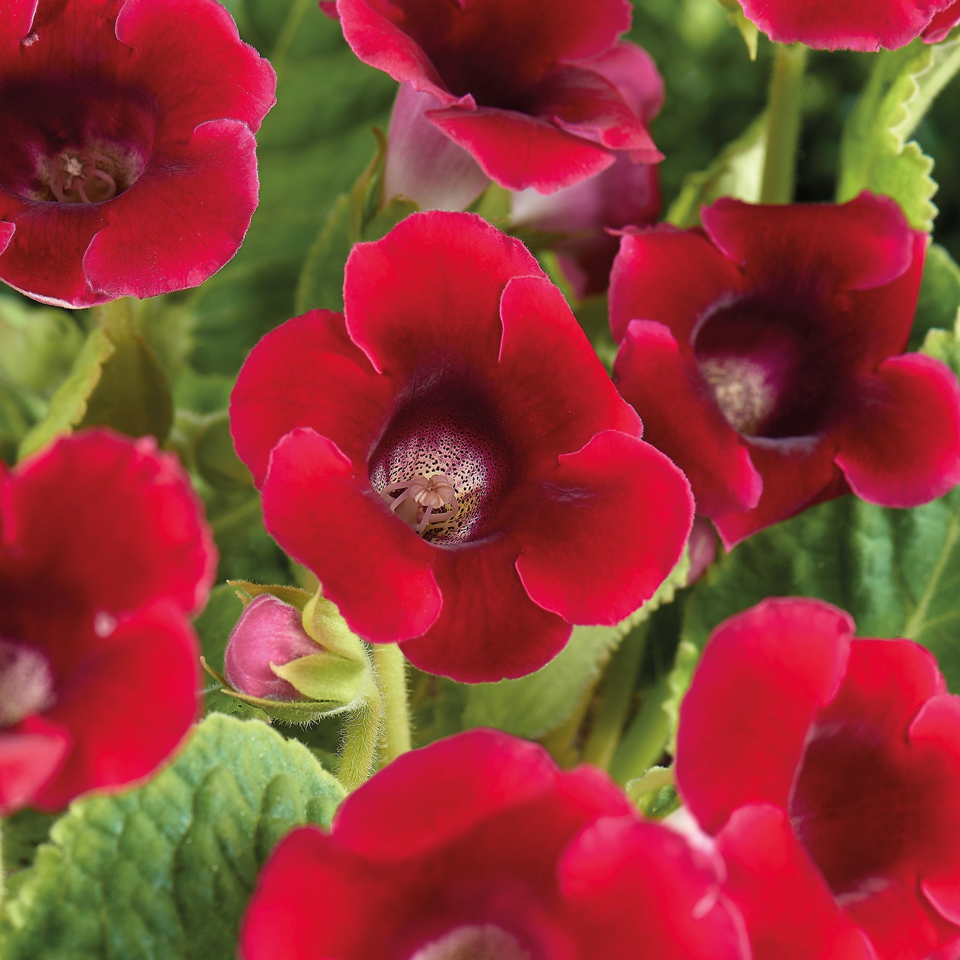 Gloxinia, Sinningia 'Etoile de Feu'