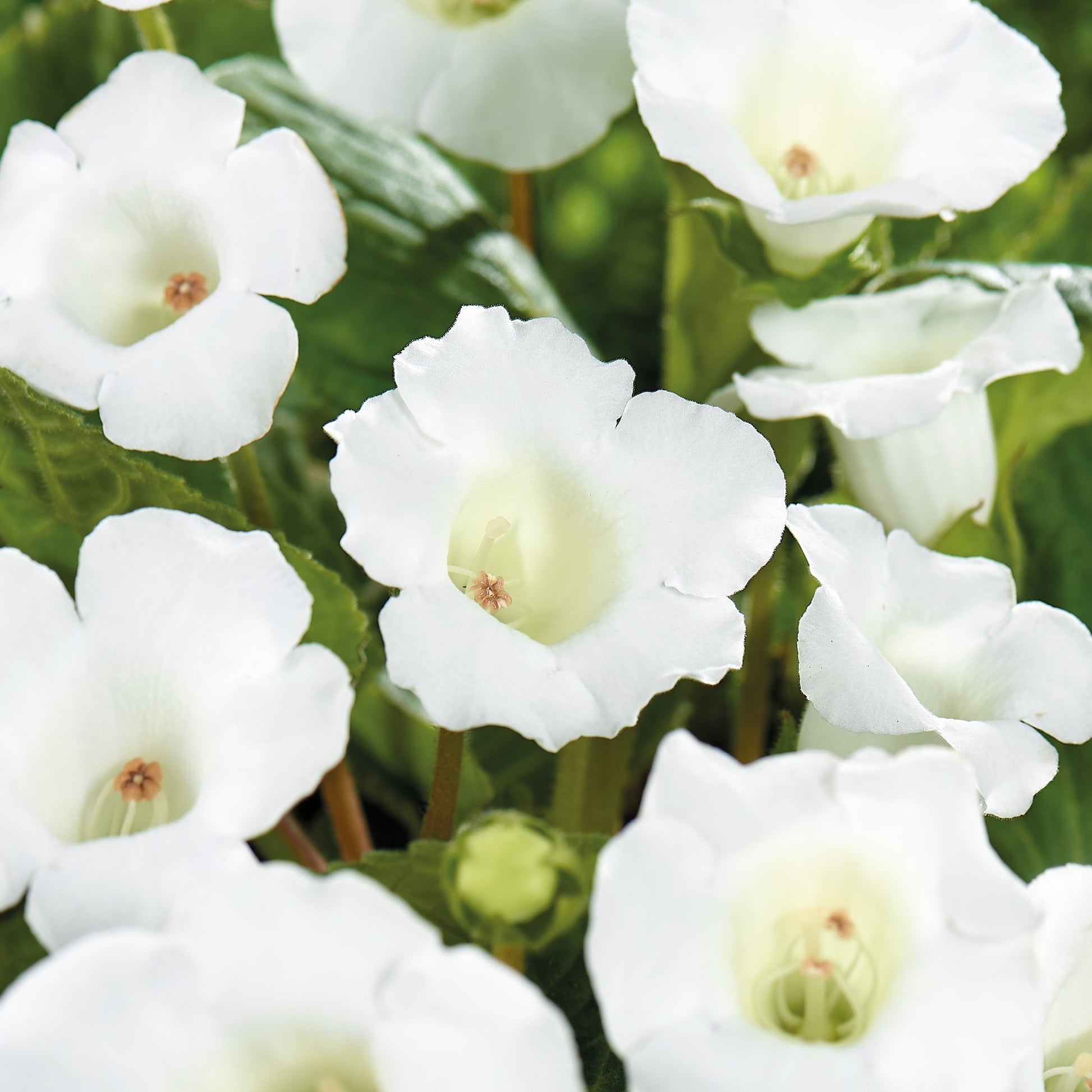 Gloxinia, Sinningia 'Mont Blanc'