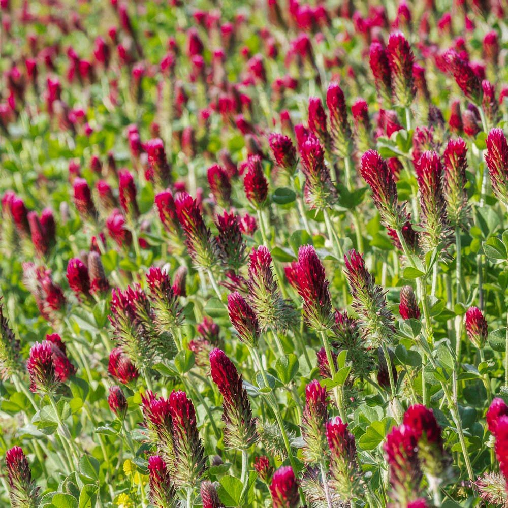 Grøngødning frø 'Crimson Clover' (20 m²)