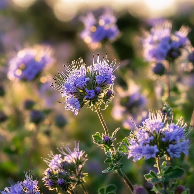 Grøngødning frø 'Phacelia' (20 m²)