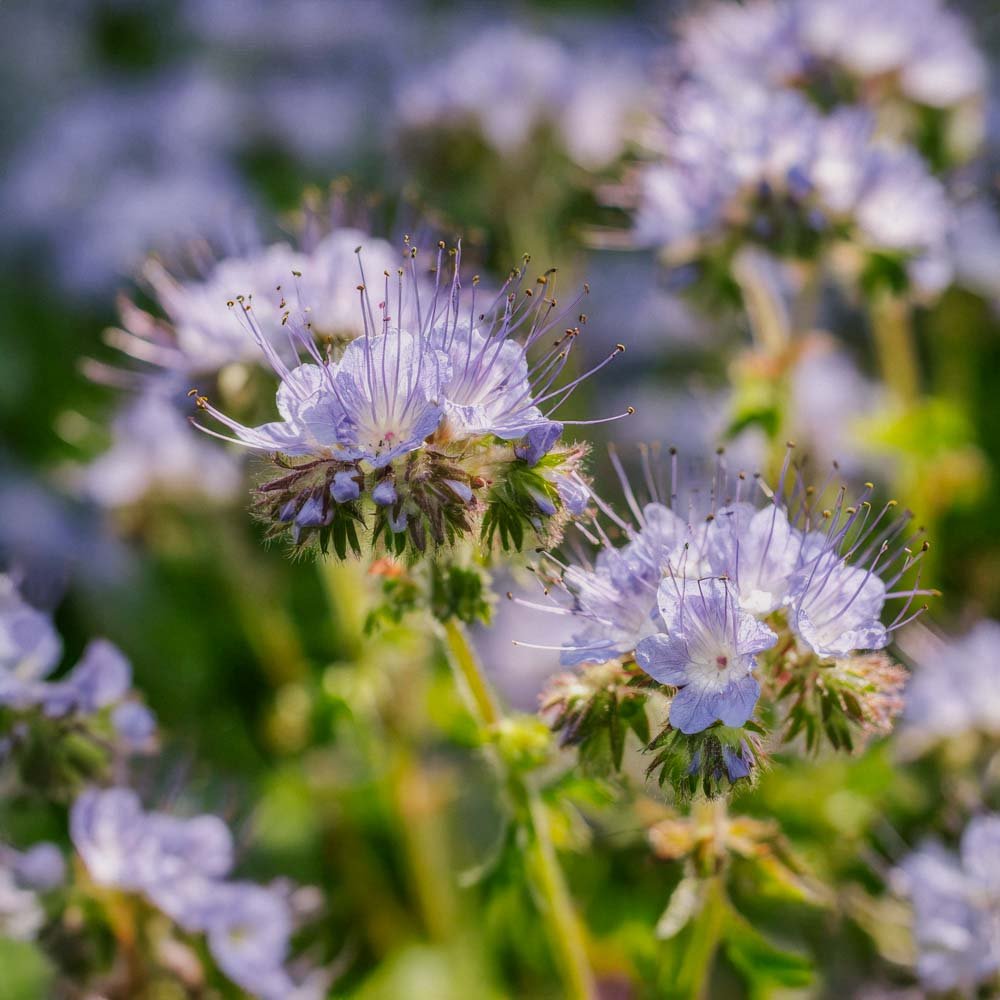 Grøngødning frø 'Phacelia' (20 m²)