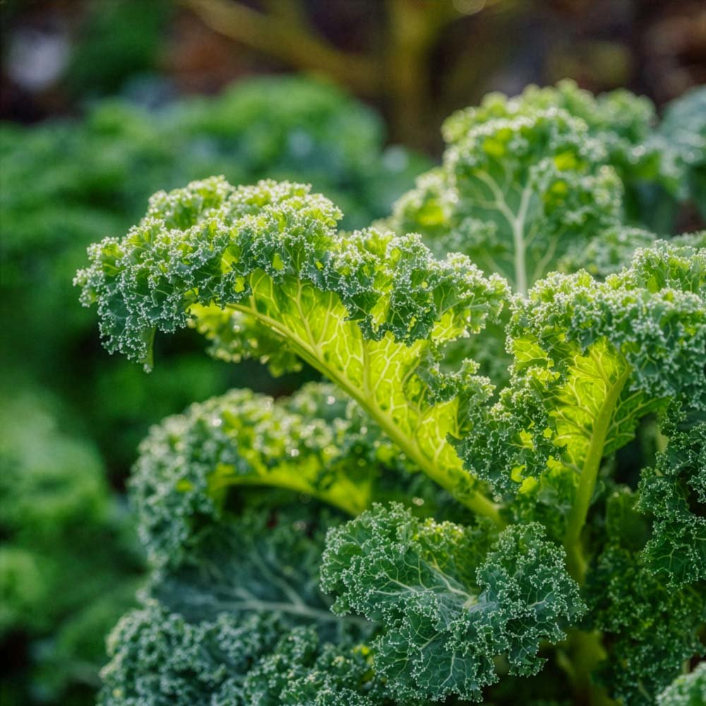 Grønkålsfrø 'Westland Winter' - 75 Økologiske Frø