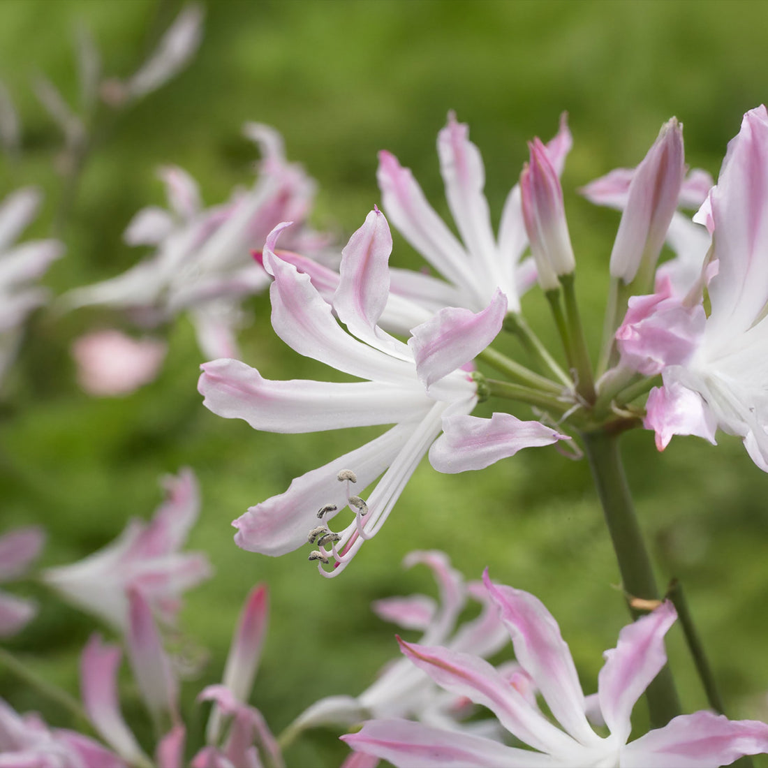 Guernsey lilje, Nerine 'Bioncé'