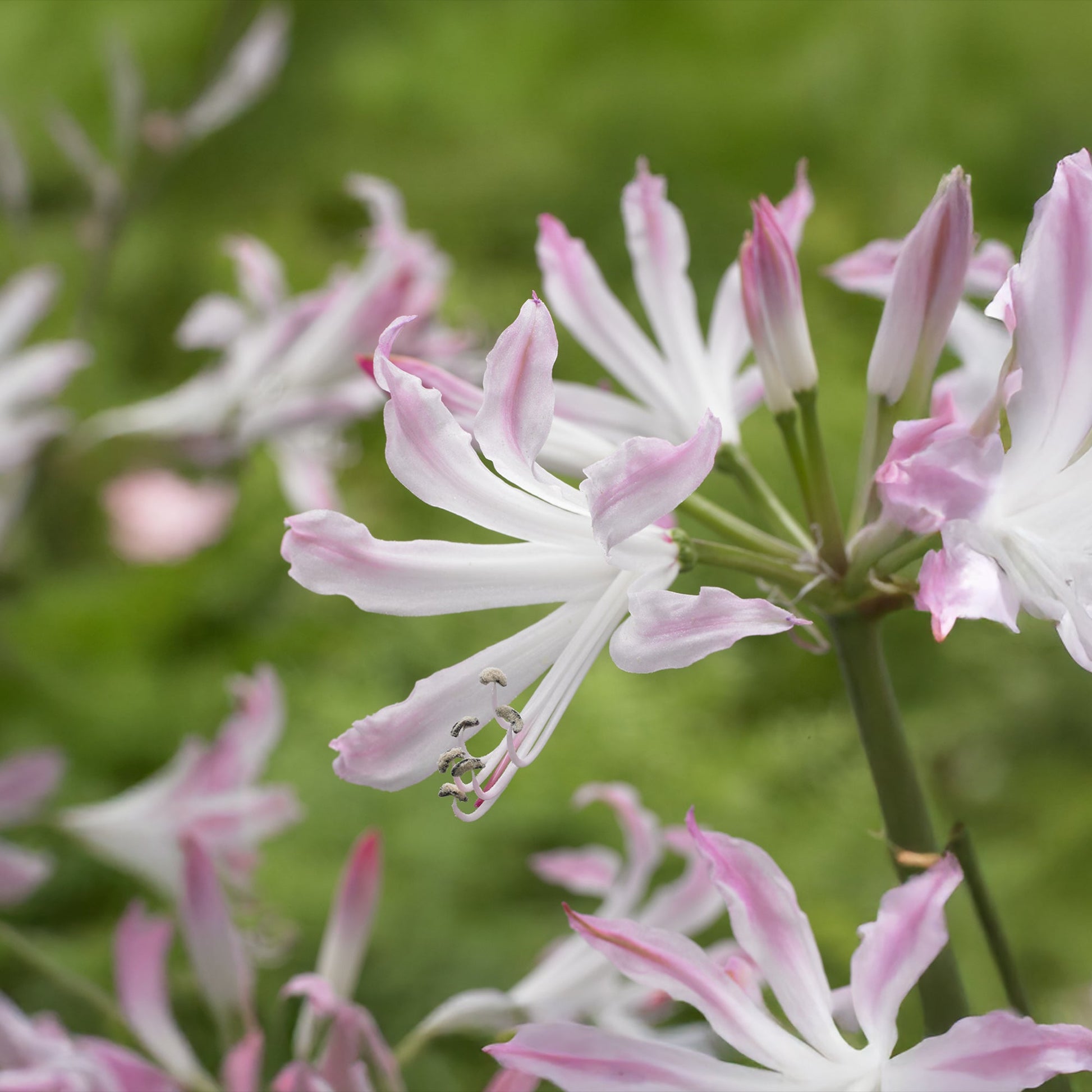 Guernsey lilje, Nerine 'Bioncé'