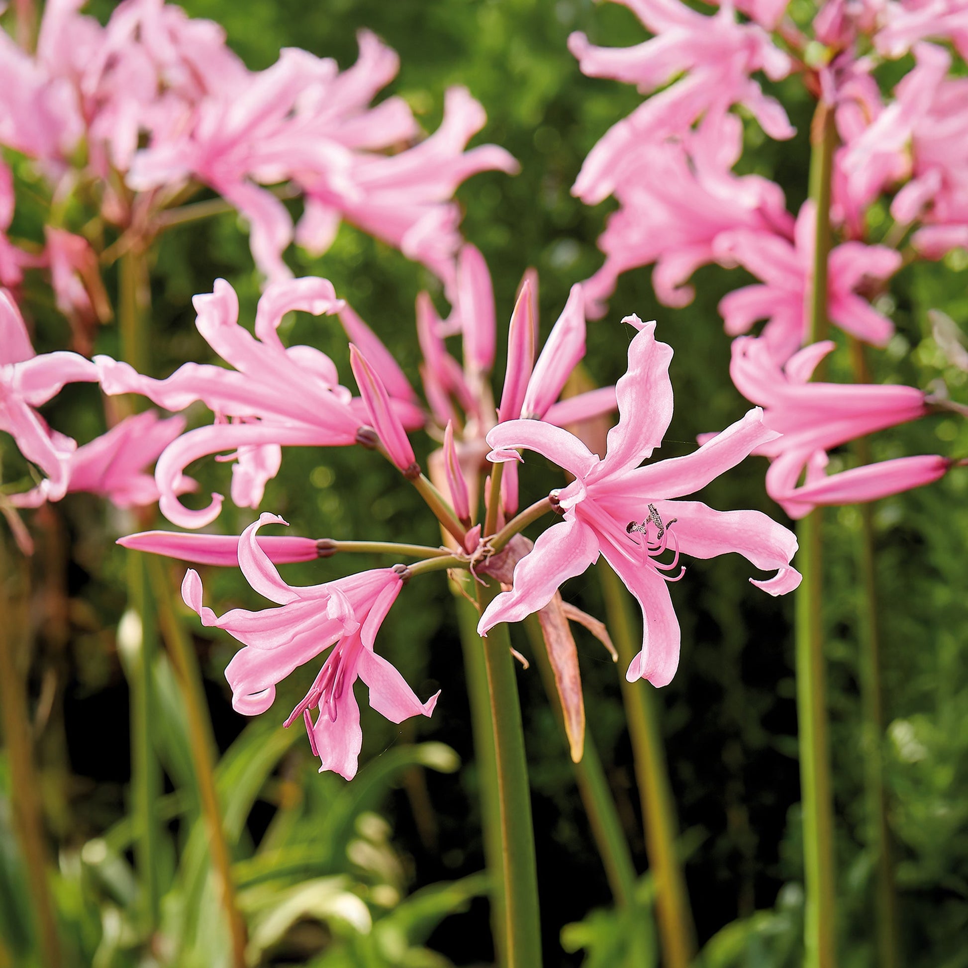 Guernsey lilje, Nerine bowdenii