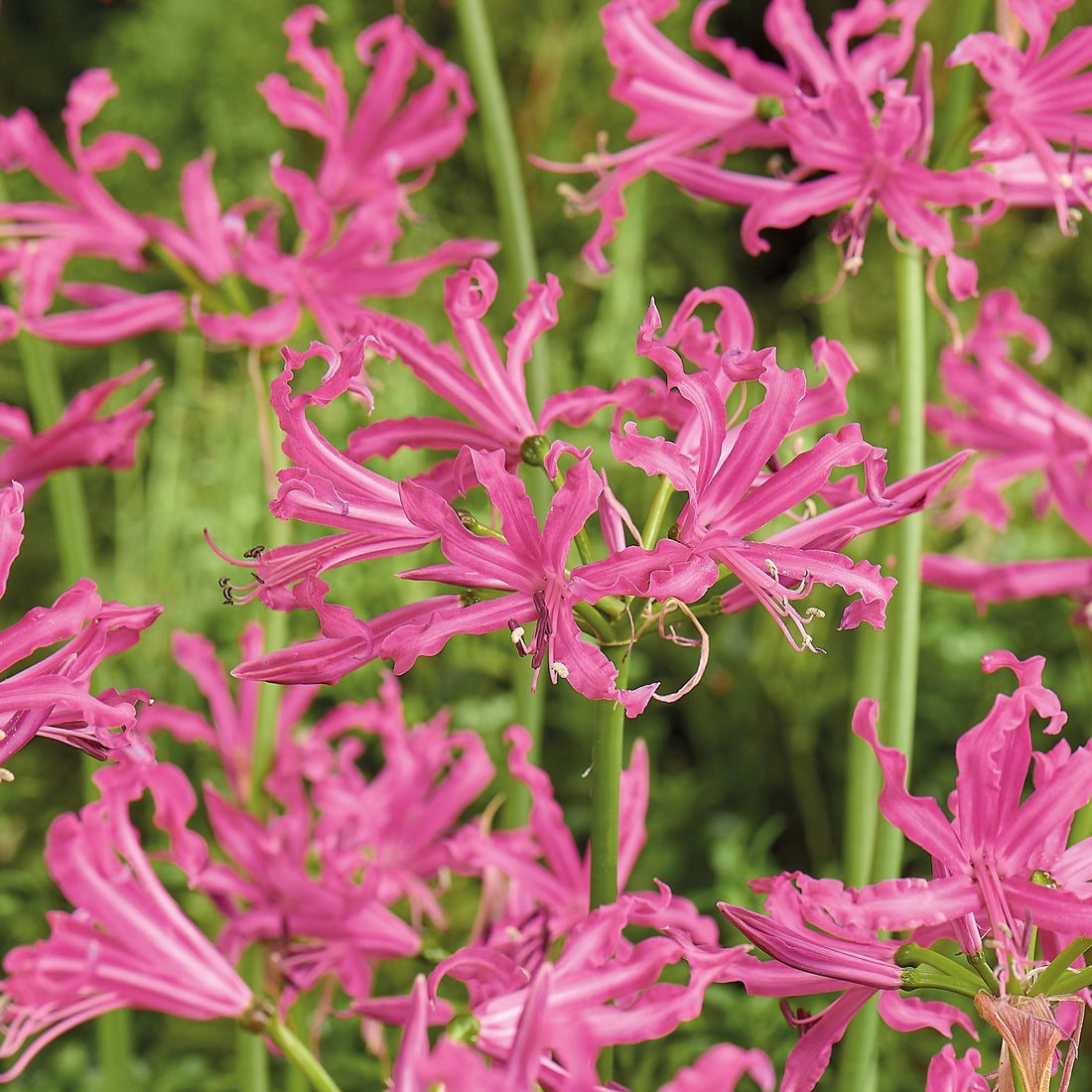 Guernsey lilje, Nerine bowdenii 'Isabelle'