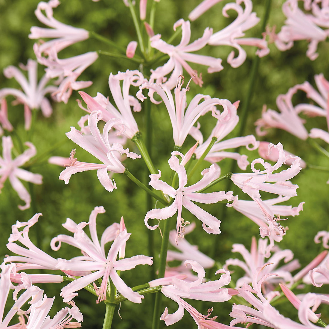 Guernsey lilje, Nerine bowdenii 'Vesta K'