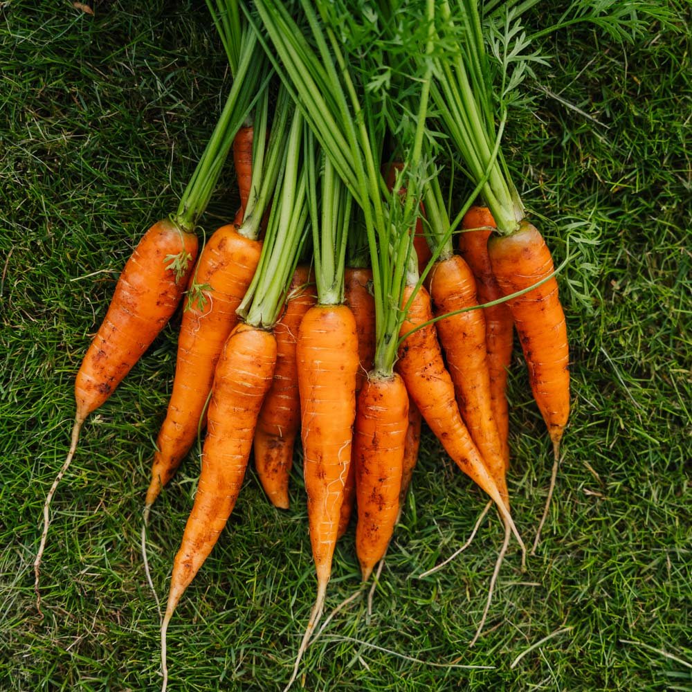 Gulerodsfrø 'Milan' - 500 Økologiske Frø