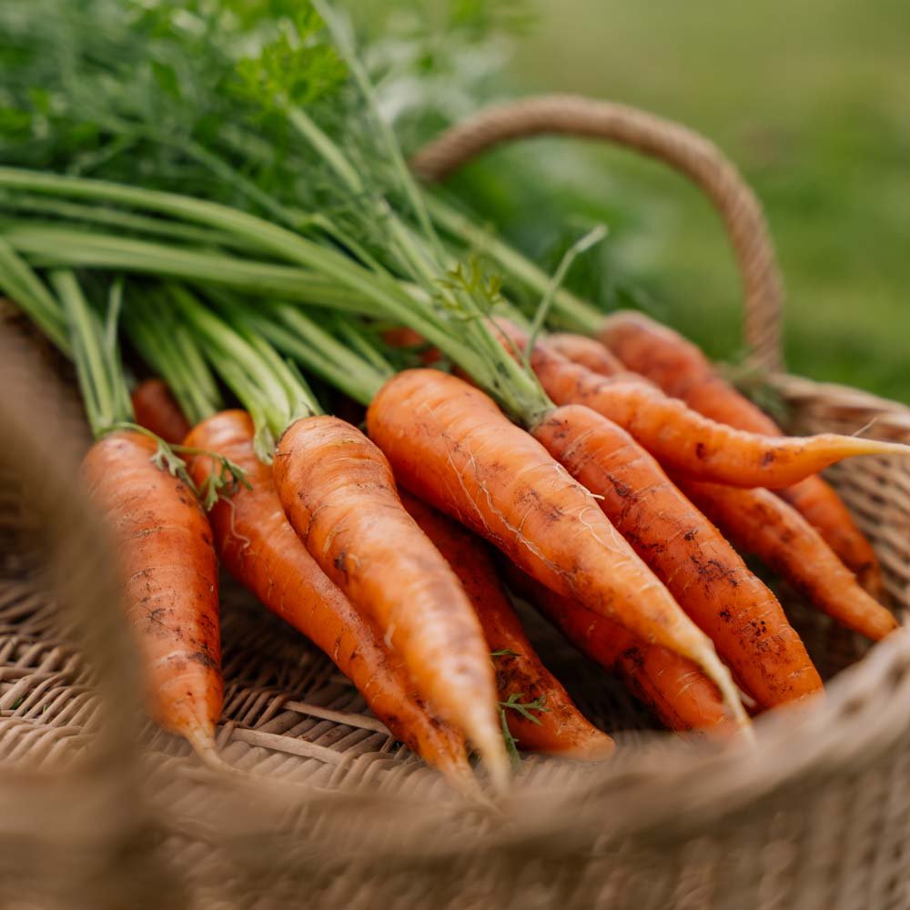 Gulerodsfrø 'Milan' - 500 Økologiske Frø