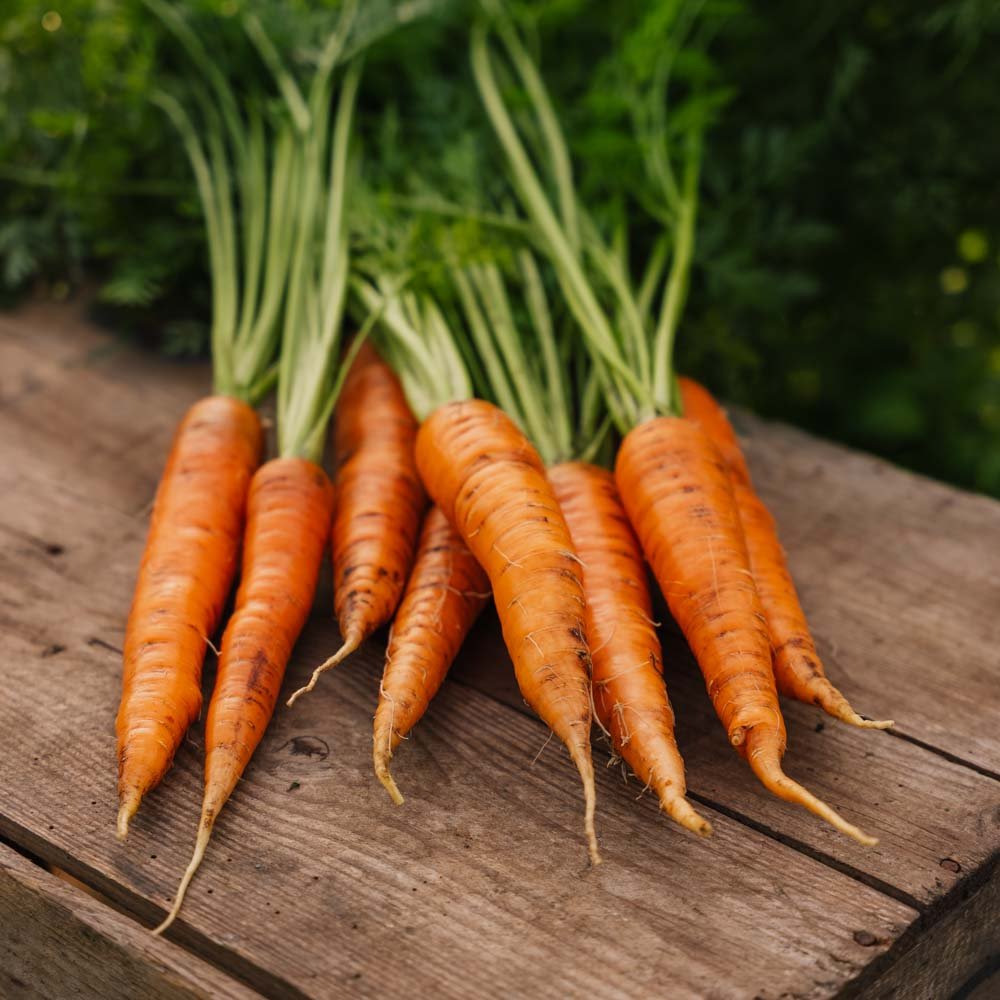 Gulerodsfrø 'Nantes 2' - 500 Økologiske Frø