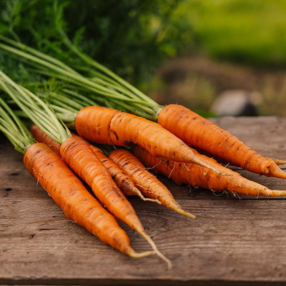 Gulerodsfrø 'Nantes 2' - 500 Økologiske Frø