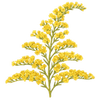 Gyldenris stængler / Solidago