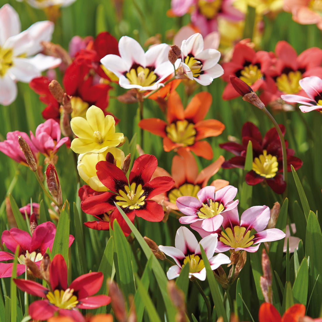 Harlekinblomst, Sparaxis 'Mixed'