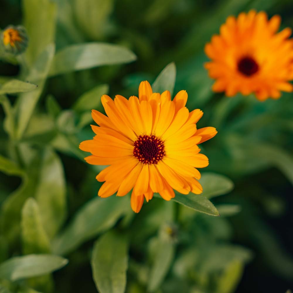 Havemorgenfrue frø - 70 Økologiske Frø