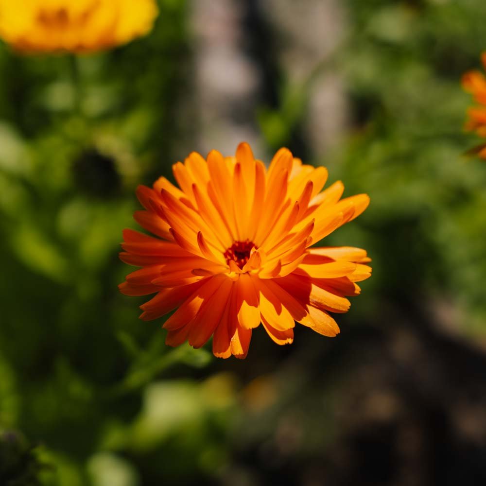 Havemorgenfrue frø - 70 Økologiske Frø