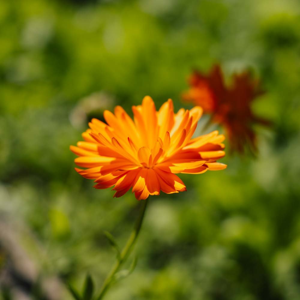 Havemorgenfrue frø - 70 Økologiske Frø