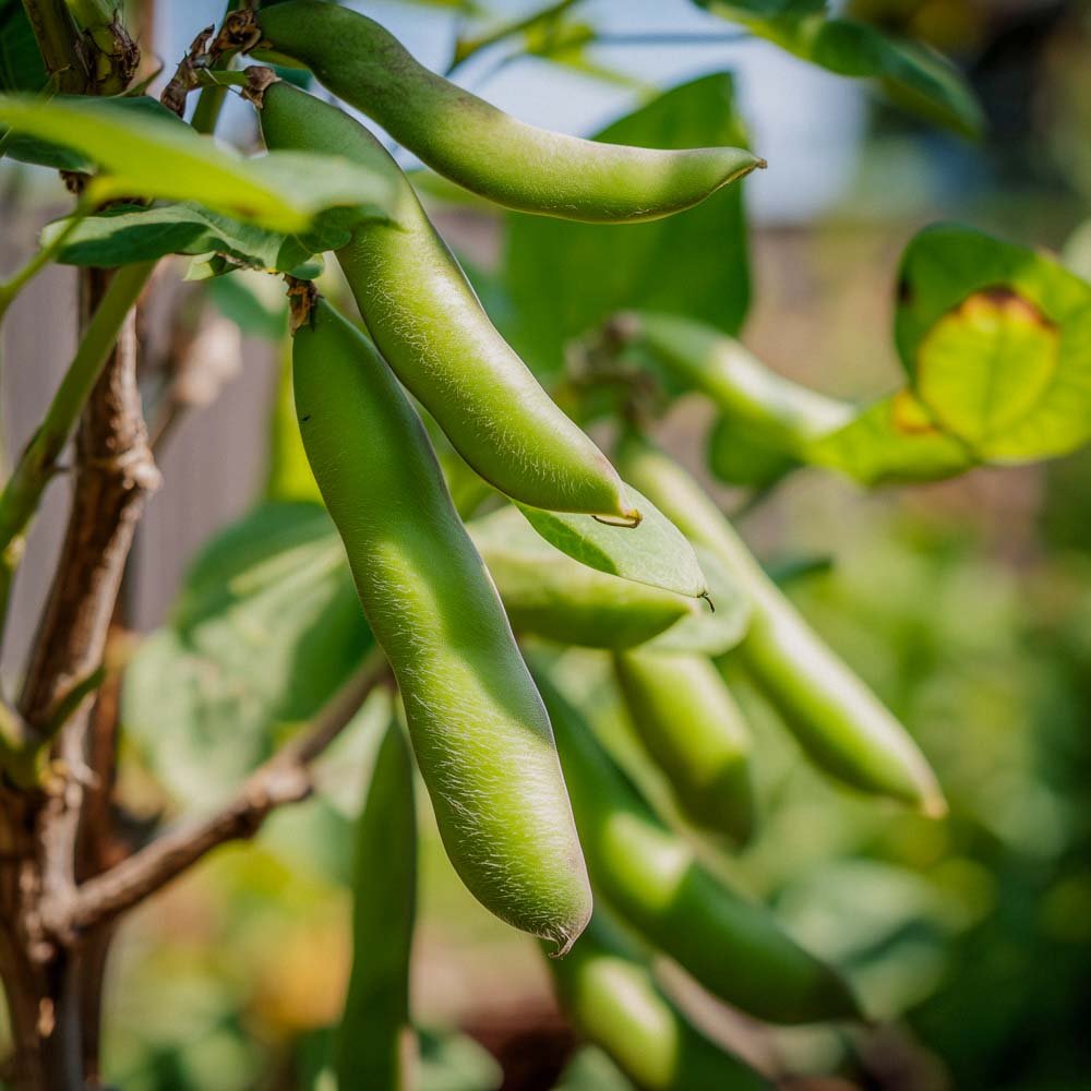 Hestebønner Frø 'Eleonora' - 5 Økologiske Frø
