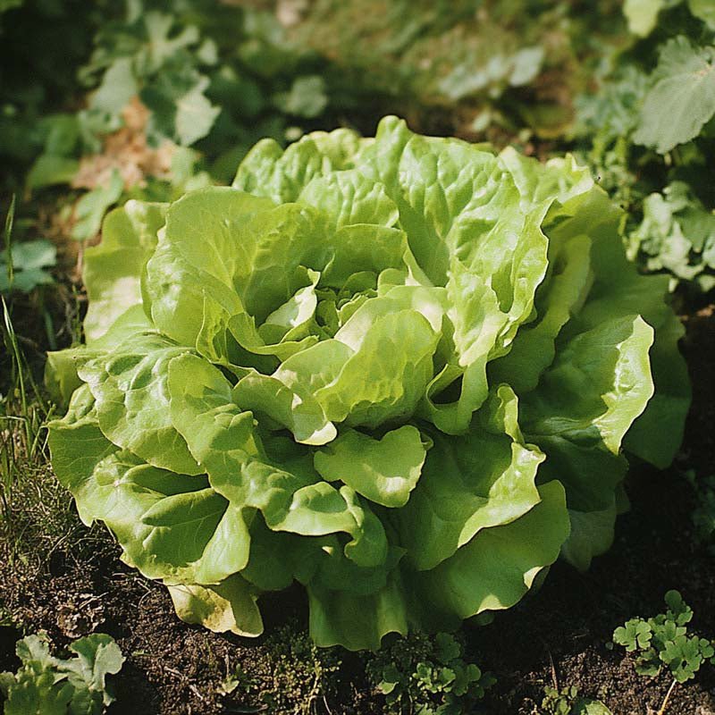 Hovedsalat frø 'Suzan' - 200 Økologiske Frø