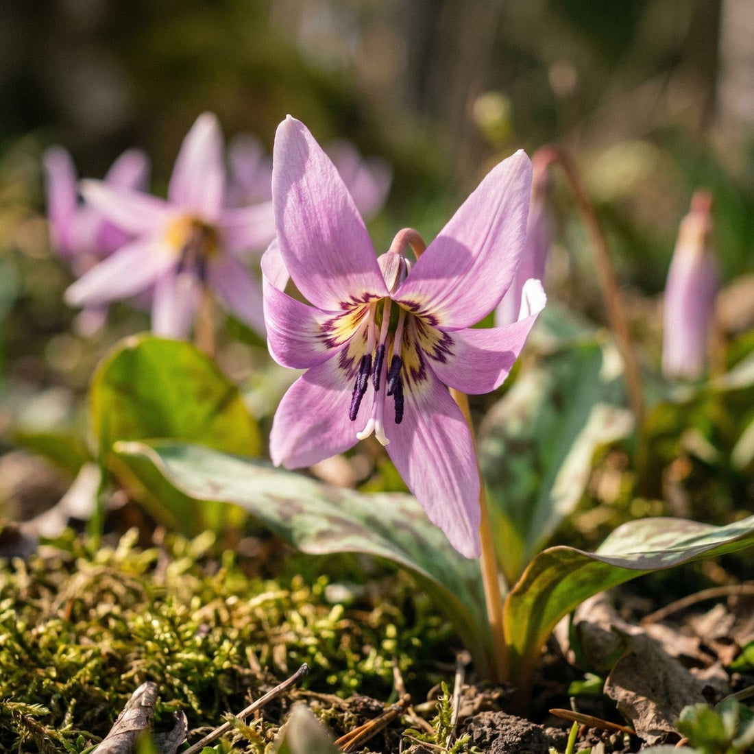 Hundetand, Erythronium 'Lilac Wonder'