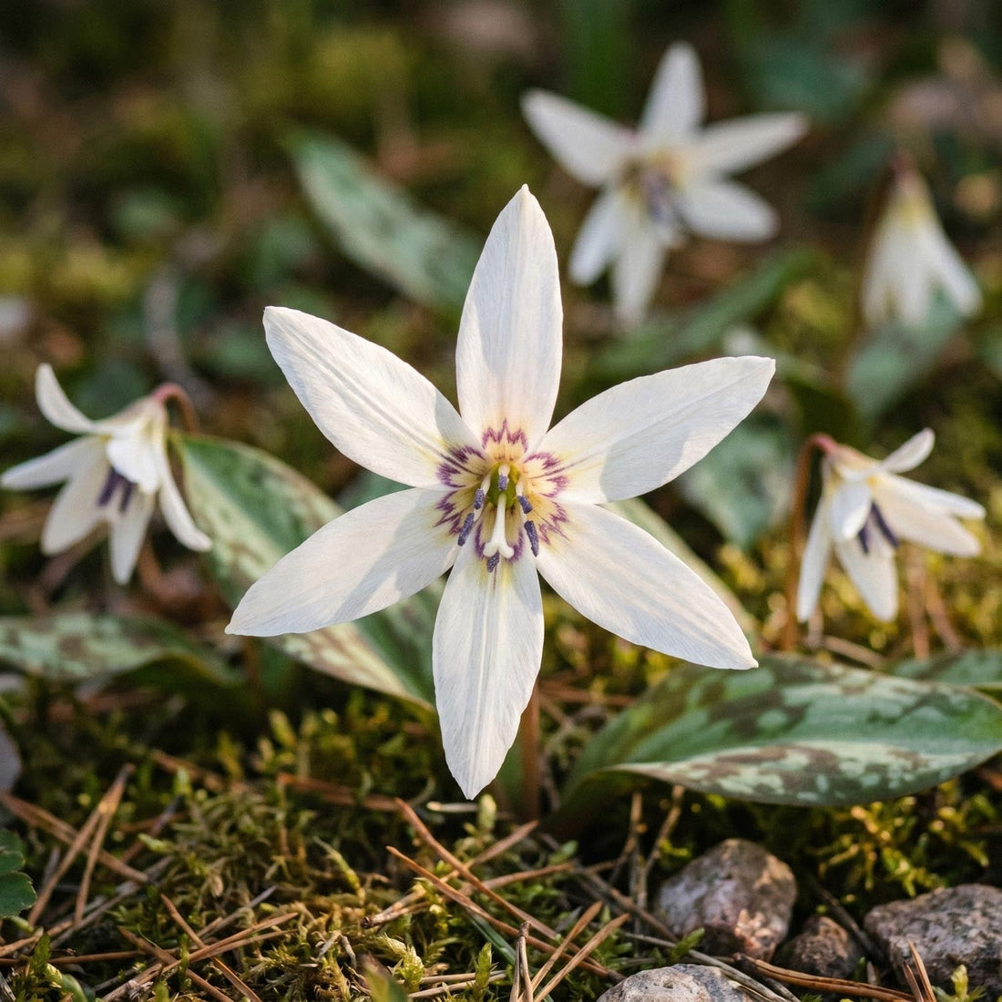 Hundetand, Erythronium 'Snowflake'
