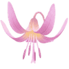 Hundetand løg / Erythronium