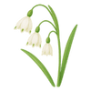 Hvidblomme