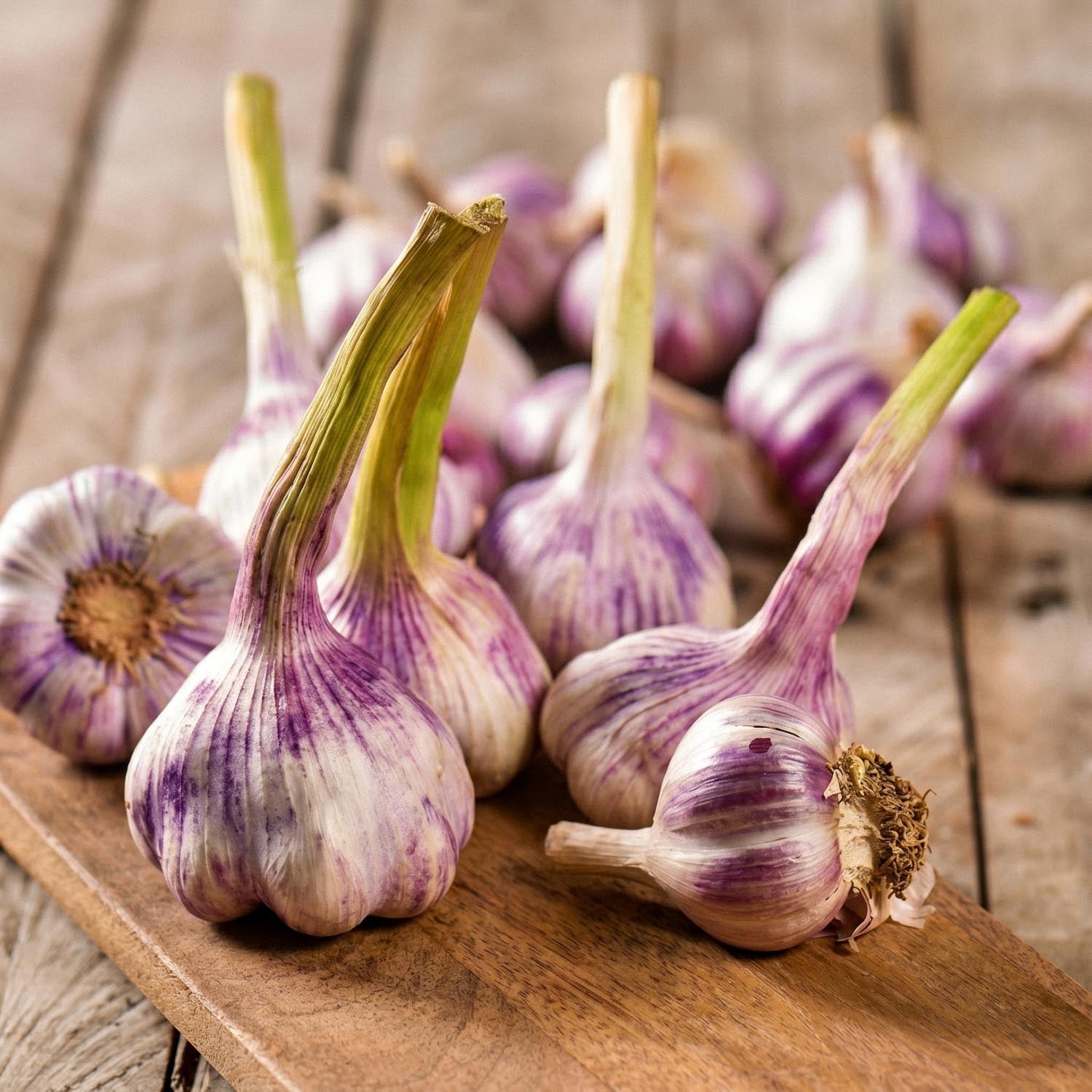Hvidløg, Allium 'Germidour'