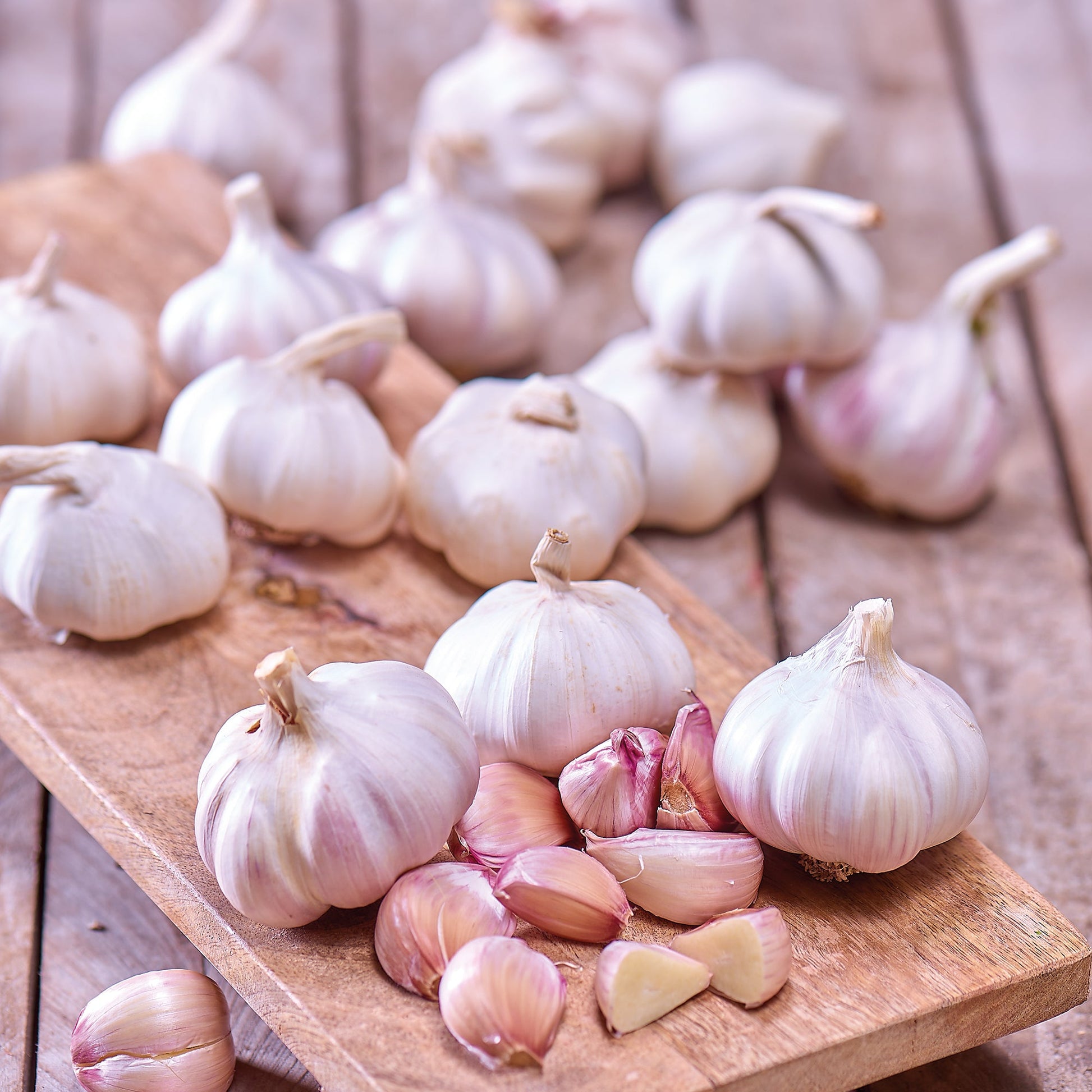 Hvidløg 'Flavor'