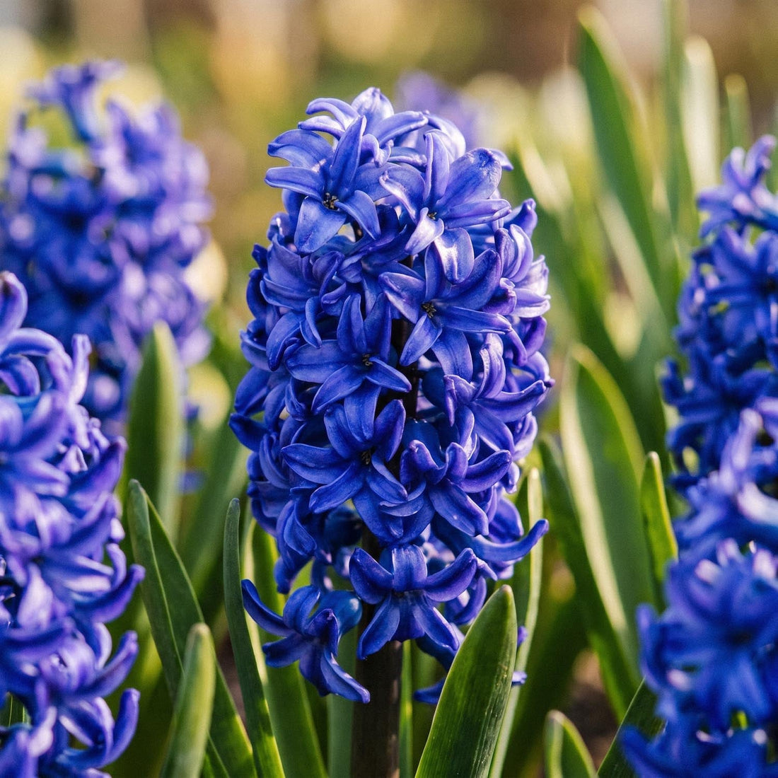 Hyacint 'Blue Trophy'