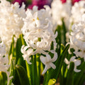 Hyacint 'Carnegie'