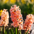 Hyacint 'Gipsy Queen'